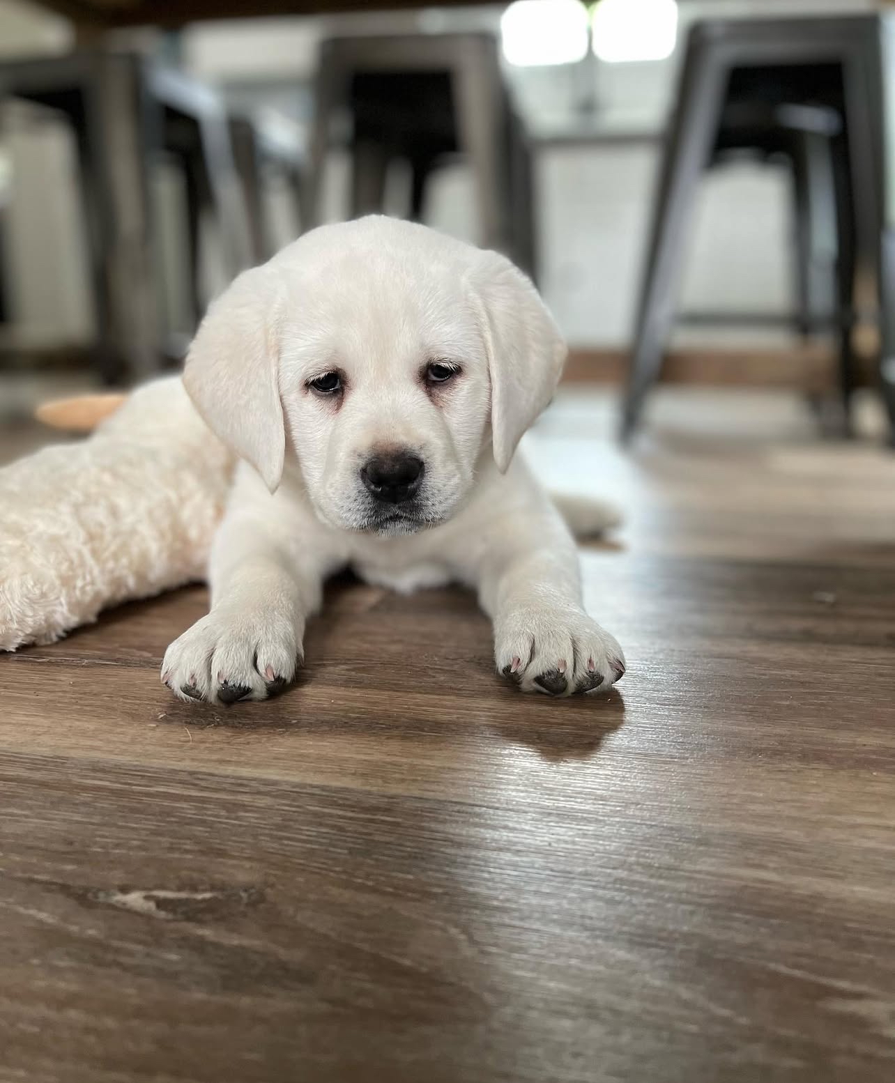 Buddy, Male - Image 3